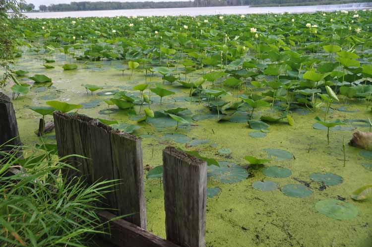 water lillies